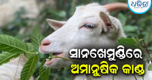 ଫସଲ ଖାଇଦେବାରୁ ଧାରୁଆ ଅସ୍ତ୍ରରେ ଛେଳିକୁ ହାଣିଦେଲେ: ଗୁରୁତର ଅବସ୍ଥାରେ ଚିକିତ୍ସା ଜାରି, ଅଭିଯୁକ୍ତ…