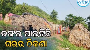 ଜଙ୍ଗଲ ଭିତରେ ତାଳପତ୍ର କୁଡ଼ିଆରେ ବିତୁଛି ୫ ପରିବାରର ଜୀବନ, ପ୍ରଶାସନର ନଜର ପଡୁନି
