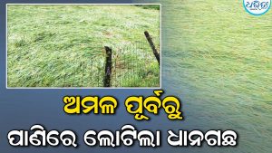 ଅମଳ ପୂର୍ବରୁ ଉଜୁଡ଼ିଗଲା ସ୍ବପ୍ନ: ପାଣିରେ ଲୋଟୁଛି ପାଚିଲା ଧାନ, ଚାଷୀଙ୍କ ମୁଣ୍ଡରେ ଚଡ଼କ