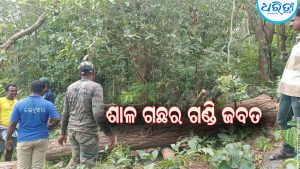 ଚୋରାରେ କଟାଯାଇଥିବା ୪ ଶାଳ ଗଛର ଗଣ୍ଡି ଜବତ