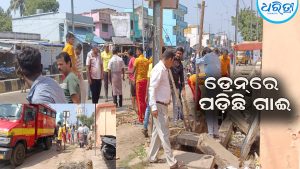 ମୁକୁଳା ଡ୍ରେନ୍‌ରେ ପଡ଼ିଛି ଗାଈ