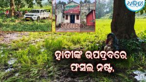 ହାତୀଙ୍କ ଉପଦ୍ରବରେ ଫସଲ ନଷ୍ଟ, ଚିନ୍ତାରେ ଚାଷୀ: କ୍ଷତିପୂରଣ ଦାବି କଲେ…