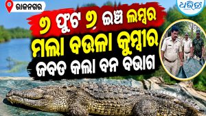 ୭ ଫୁଟ୍ ୭ ଇଞ୍ଚ ଲମ୍ବର ମଲା ବଉଳା କୁମ୍ଭୀର ଜବତ