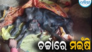 ଜନ୍ମ ହେଲା ୮ ଗୋଡ଼ ଥିବା ମଇଁଷି: ଦେଖିବାକୁ ଲୋକଙ୍କ ଭିଡ଼