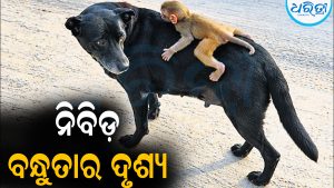 ଭଲପାଇବା ଆଗରେ ହାର ମାନିଲା ଶତ୍ରୁତା: ଚକିତ କଲା ନିବିଡ଼ ବନ୍ଧୁତାର ଦୃଶ୍ୟ