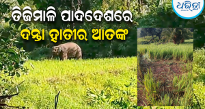 ଖାଦ୍ୟ ସନ୍ଧାନରେ ଗାଁକୁ ପଶିଲା ଦନ୍ତା: ଭାଙ୍ଗିଲା ଘର, ଦଳିଚକଟି ଦେଲା ବ୍ୟାପକ ଧାନ ଫସଲ