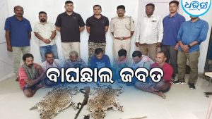 ୨ କଲରାପତରିଆ ବାଘଛାଲ ସହ ଜୀବନ୍ତ ବାର୍‌ହା ଜବତ, ୭ ଜଣଙ୍କୁ ଗିରଫ କରି…