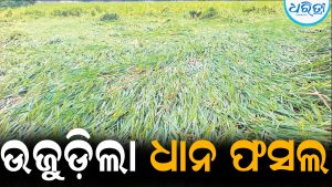 ବାତ୍ୟା ପ୍ରଭାବ, ଉଜୁଡ଼ିଲା ଧାନ ଫସଲ: ଚାଷୀଙ୍କ ଚିନ୍ତା ବଢିଲା