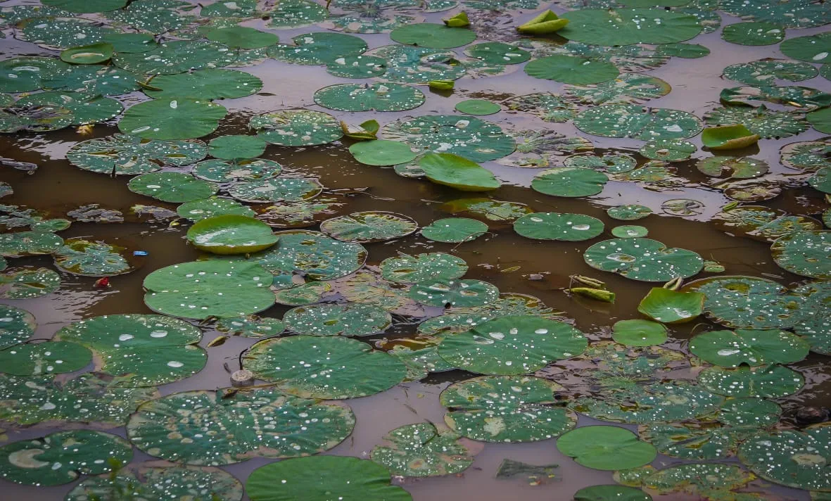 E55cce60 Fdcb 47ff A62e 4d9a7929d467